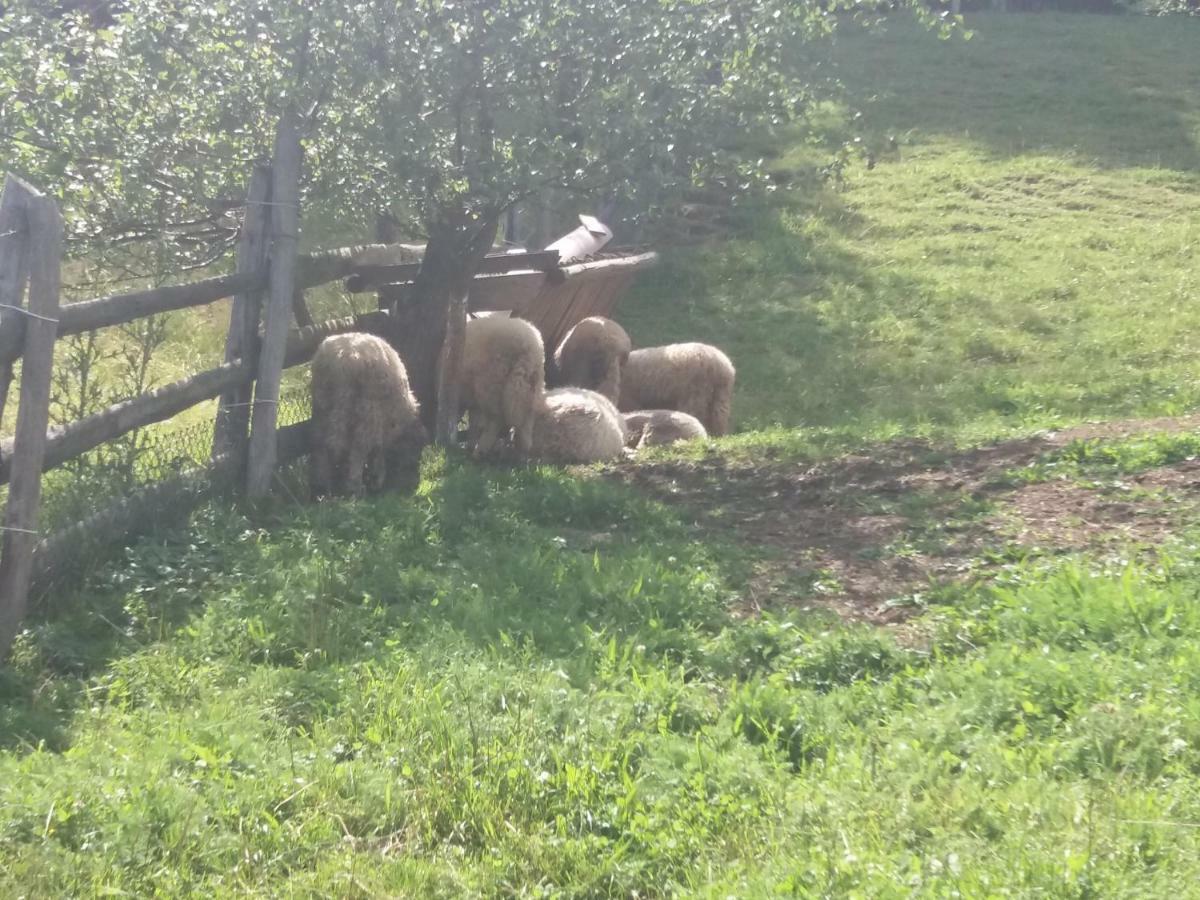 Pensiunea Vladut Bran  Esterno foto